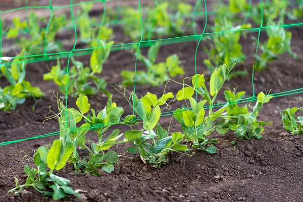 庭の若い有機エンドウ豆の植物がグリッドを通って忍び込む-選択的な焦点 — ストック写真