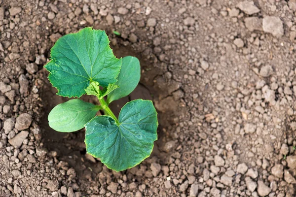 Young organic cucumber plants in the garden - concept of a new life - copy space — 스톡 사진