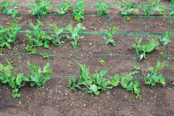 Young organic pea plants in the garden creeping through a grid - selective focus — Stock Photo, Image