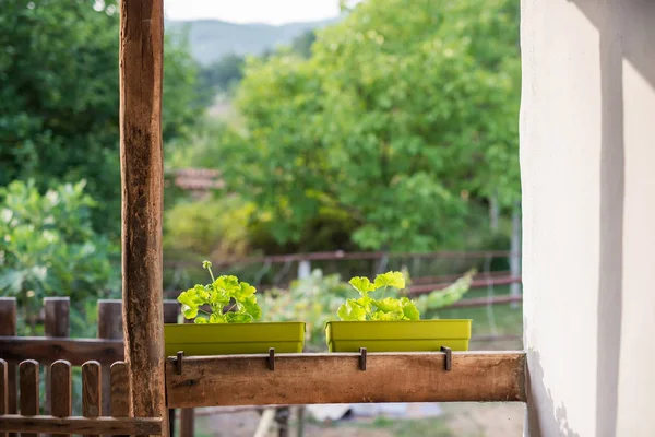 Varanda de madeira de uma antiga casa de campo vintage com vista para um jardim ensolarado verde no quintal — Fotografia de Stock