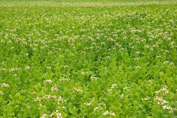 Flowering tobacco plants on tobacco field background