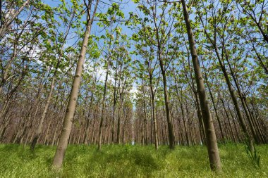 Baharda taze yapraklı Paulownia tomentosa. Dünyanın en hızlı büyüyen ağacı - seçici odaklanma