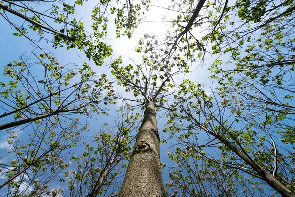 Paulownia Tomentosa Свежими Листьями Весной Самое Быстрорастущее Дерево Мире Выборочный — стоковое фото