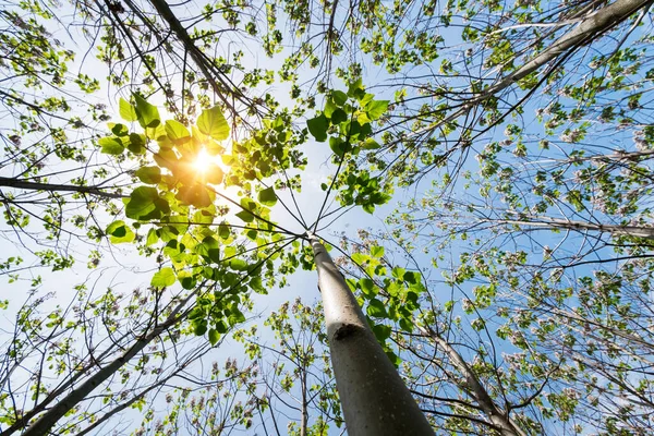 Paulownia Tomentosa Свежими Листьями Весной Самое Быстрорастущее Дерево Мире Выборочный — стоковое фото