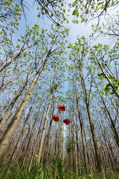 Paulownia Tomentosa Свежими Листьями Весной Самое Быстрорастущее Дерево Мире Выборочный — стоковое фото