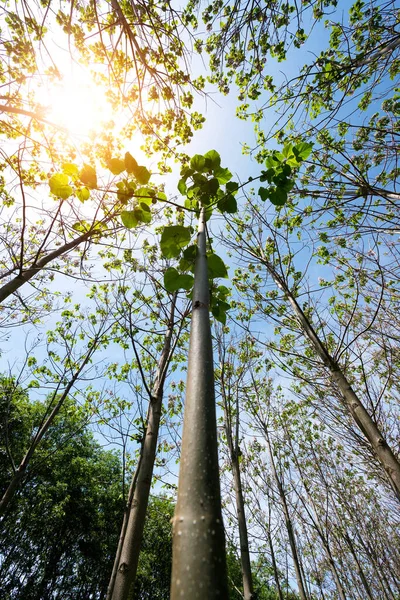 Paulownia Tomentosa Свежими Листьями Весной Самое Быстрорастущее Дерево Мире Выборочный — стоковое фото