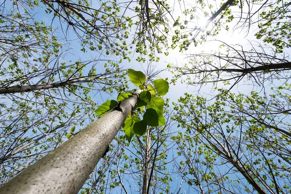 Paulownia Tomentosa Свежими Листьями Весной Самое Быстрорастущее Дерево Мире Выборочный — стоковое фото