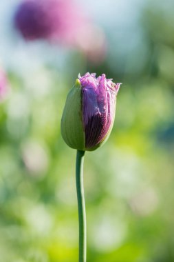 Bahar bahçesinde çiçek açan ekili gelinciklere yakın çekim - seçici odak