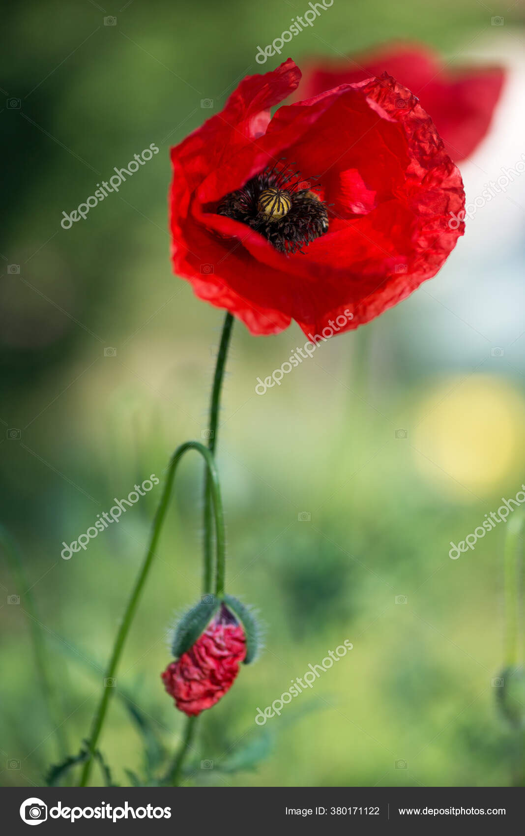 Fleurs Coquelicot Rouge Fleurit Sur Champ Sauvage Beau Champ Coquelicots Photographie Dimitrova C 380171122