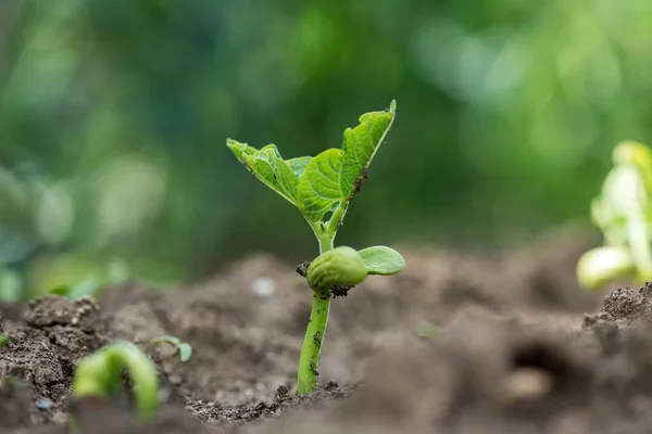 Primer Plano Germinación Semillas Frijol Jardín Rural Enfoque Selectivo — Foto de Stock