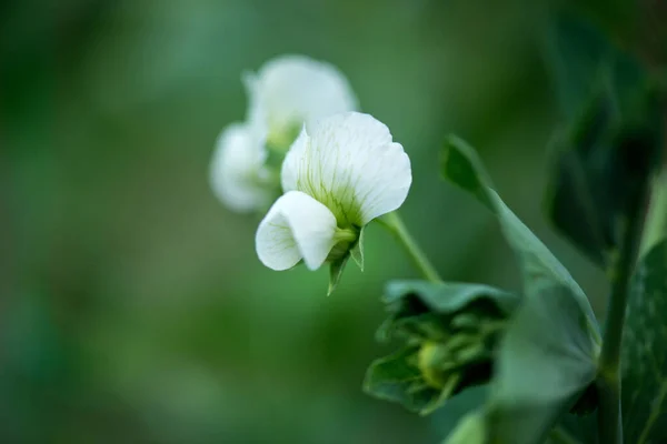 Bir Kır Bahçesindeki Çiçekli Bezelye Bitkisine Yakın Plan Seçici Odak — Stok fotoğraf