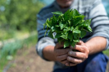 Bahçıvanın elleri biber tohumlarını tutarken yakın plan - seçici odaklanma
