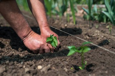 Close up of gardener's hands planting a pepper seedling in the vegetable garden - selective focus clipart
