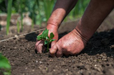 Bahçıvanın ellerini kapatın sebze bahçesine biber tohumu ekin - seçici bir odak noktası