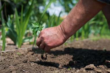 Bahçıvanın ellerini kapatın sebze bahçesine biber tohumu ekin - seçici bir odak noktası