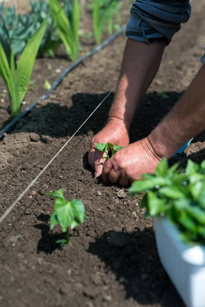 Közelkép Kertész Kezét Ültető Paprika Palánta Zöldségkertben Szelektív Fókusz — Stock Fotó