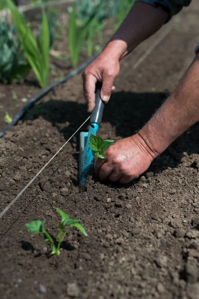 Close Mãos Jardineiro Plantando Uma Planta Cultivada Sementes Pimenta Horta — Fotografia de Stock