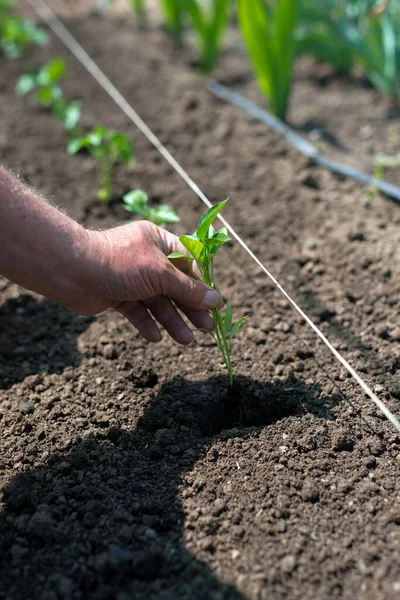 Close Gardener Hands Planting Pepper Seedling Vegetable Garden Selective Focus — Stock Photo, Image