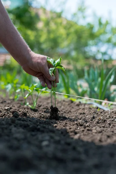 Close Mãos Jardineiro Plantando Uma Planta Cultivada Sementes Pimenta Horta — Fotografia de Stock