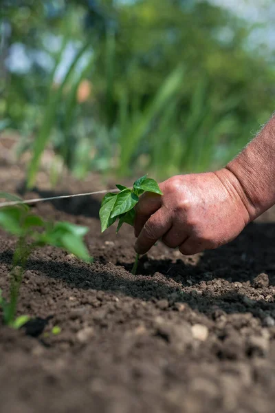 Close Mãos Jardineiro Plantando Uma Planta Cultivada Sementes Pimenta Horta — Fotografia de Stock