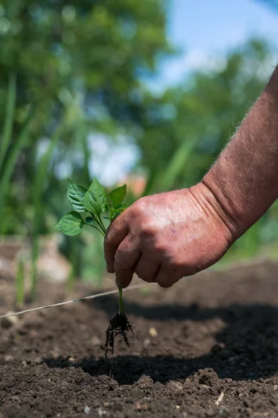 在蔬菜园种植辣椒幼苗的园丁的手的密闭 选择焦点 — 图库照片