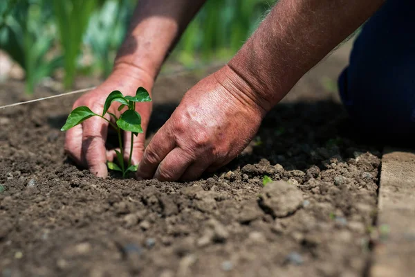 Close Gardener Hands Planting Pepper Seedling Vegetable Garden Selective Focus — Stock Photo, Image