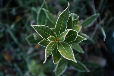 defne hoarfrost içinde genç ağaç