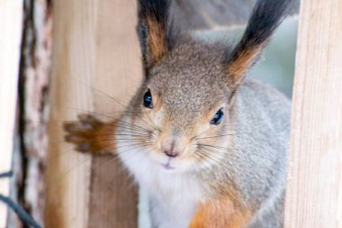 Orman, vahşi sincap, yaklaşın..