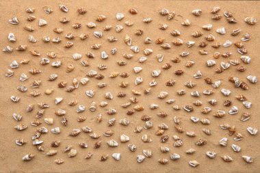 Küçük deniz kabukları ile plaj kum arka plan. Mini küçük kabuklar kum doku veya desen. 