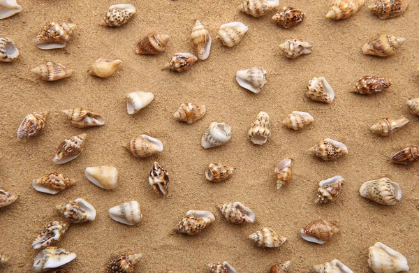 Fundo Areia Praia Com Pequenas Conchas Mar Mini Pequenas Conchas — Fotografia de Stock