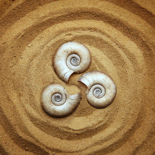 Tripla Espiral Areia Composição Ornamental Três Conchas Sobre Fundo Areia — Fotografia de Stock