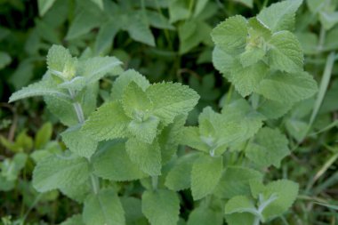 Bahçede bitki yetiştirme nane. Çay veya aşçı bir doğal organik tarım arazi için aromatik nane.