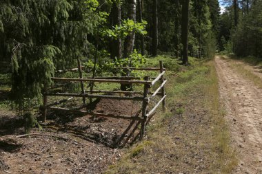 Orman yolundaki yakınındaki çit karınca yuvası. Ahşap korumalı alanda karınca yuvası.