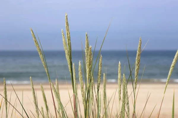 Dünengras Strand Der Ostsee Wildes Gras Der Küste Des Meeres — Stockfoto