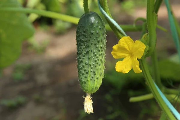 Crescimento Florescendo Pepino Pepino Com Flor Amarela Estufa — Fotografia de Stock