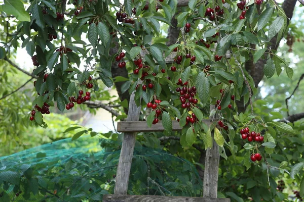 Kirschbaum Mit Reifen Beeren Holzleiter Unter Kirschbaum — Stockfoto