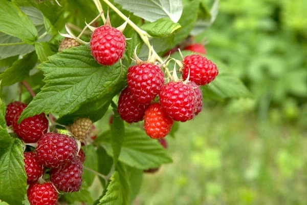 Rama Frambuesas Maduras Jardín Bayas Rojas Dulces Creciendo Arbusto Frambuesa — Foto de Stock