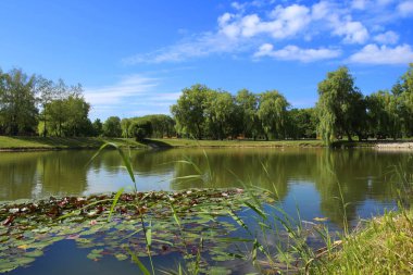 Şehir Parkı yaz gölde. Nilüferler park gölet doğal görünümünü.