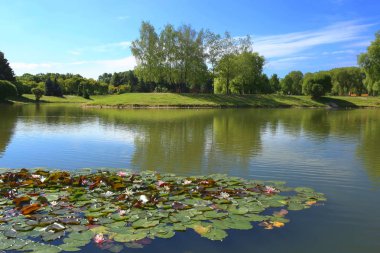 Şehir Parkı yaz gölde. Nilüferler park gölet doğal görünümünü.
