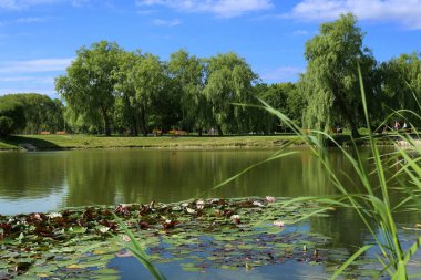 Şehir Parkı yaz gölde. Nilüferler park gölet doğal görünümünü.