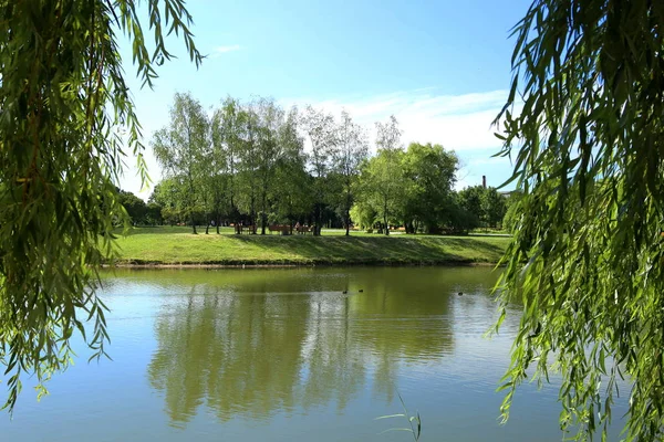 Şehir Park Birikintisi Yaz Aylarında Gölet Söğüt Dalları Parktan Doğal — Stok fotoğraf