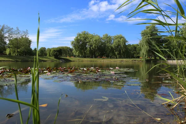 Şehir Parkı Yaz Gölde Nilüferler Park Gölet Doğal Görünümünü — Stok fotoğraf