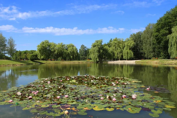 Stadtpark Teich Sommer Malerischer Blick Auf Den Park Teich Mit — Stockfoto