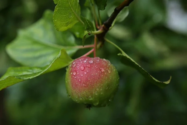 Pomme Avec Gouttes Pluie Mûrissement Des Pommes Sur Les Branches — Photo