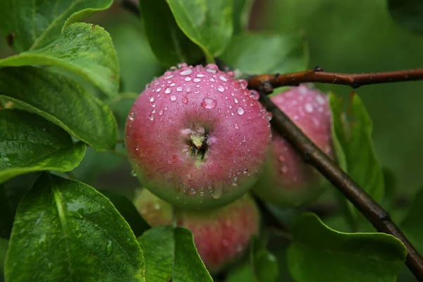 Pommes Avec Gouttes Pluie Mûrissement Des Pommes Sur Les Branches — Photo