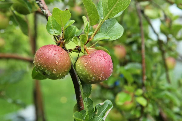 Pommes Avec Gouttes Pluie Mûrissement Des Pommes Sur Les Branches — Photo