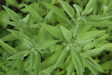 Bahçe adaçayı baharat. Sebze yatak, üstten görünüm büyüyen adaçayı.