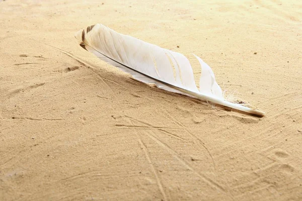 White Natural Feather Beach Sand Background Single Feather Sand Texture Stock Photo