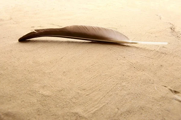 Black Natural Feather Beach Sand Background Single Feather Sand Texture Stock Picture