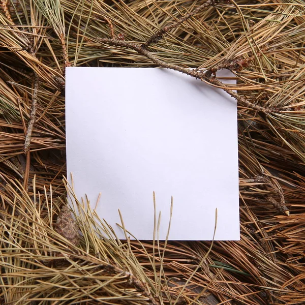 Moldura Branca Vazia Fundo Agulhas Pinheiro Seco Cartão Branco Fundo — Fotografia de Stock